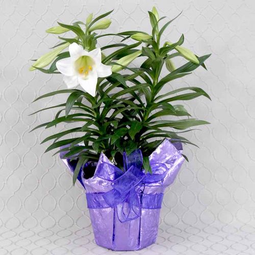 Easter lily Plant  