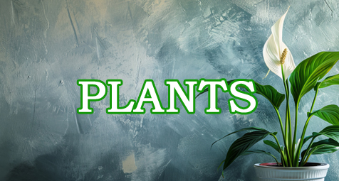 Plants