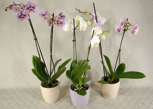 Orchid Plant #RF2606