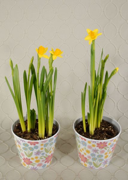 Daffodil Bulb Garden #RF2604