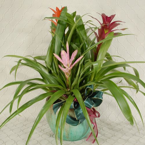 Bromeliad Plant #2488