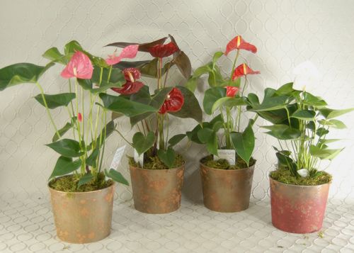 Anthurium Plant #2462