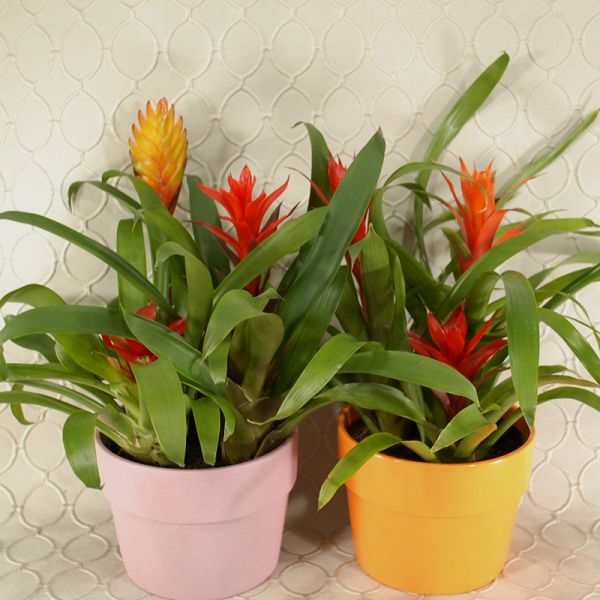 Bromeliad Plant #2648