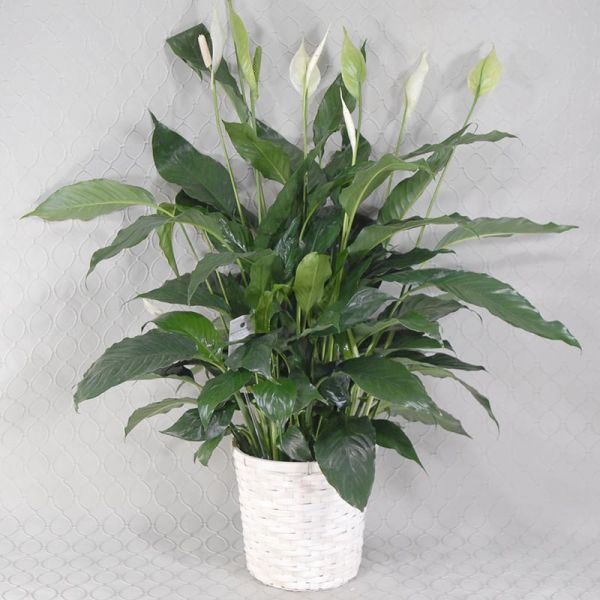 Peace Lily #2062