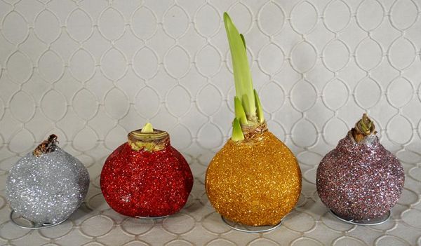 Amaryllis Bulb Blooming Plant - asst. glittered colors 