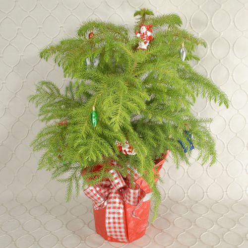 Norfolk pine #1241