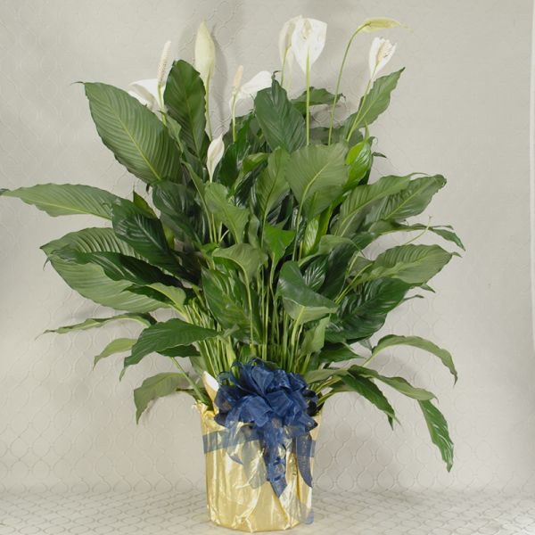 Peace Lily 10.5 inch pot size