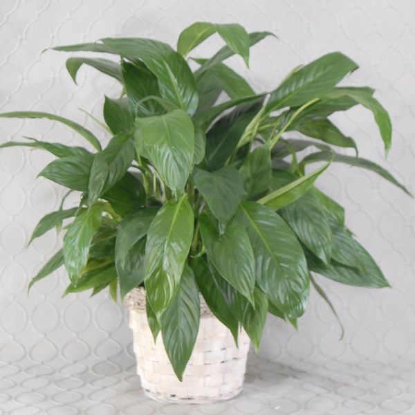 Peace Lily #2061