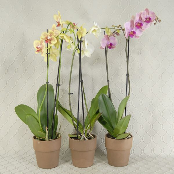 Orchid Plant #2438