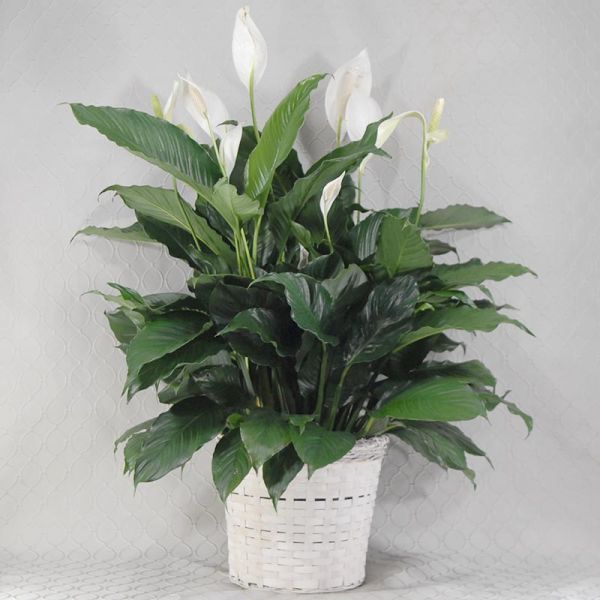 Peace Lily #2063